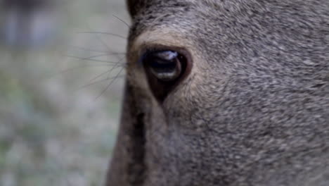 Eye-of-male-Japanese-Sika-deer-or-buck-in-Nara-park,-close-up