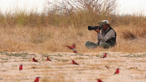Safari-guest-attempts-to-photograph-flighty-Carmine-Bee-eaters-colony