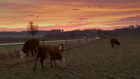 Cattle-and-horses-in-a-countryside-field-and-sunrise-or-sunset