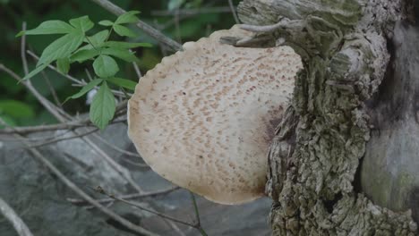 Tree-fungus-on-fallen-tree-along-Wissahickon-creek
