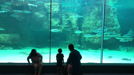 wide-shot-of-silhouette-of-people-watching-fish-swarms-and-marine-animals-in-giant-Two-Oceans-Aquarium-on-family-day-trip-in-Cape-Town,-South-africa