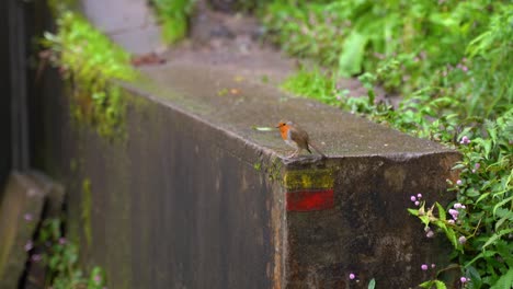 Little-sparrow-over-a-concrete-wall-in-Azores