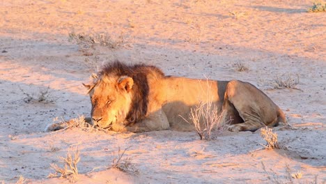 Ein-Männlicher-Afrikanischer-Löwe,-Der-In-Der-Wüste-Schläft,-öffnet-Schließlich-Seine-Augen