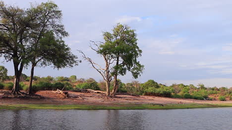Kamerafahrt,-Während-Ein-Safari-Tourboot-Auf-Dem-Chobe-Fluss-In-Botswana-Fährt