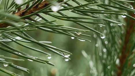 Water-drops-on-needles-of-pine,-fir-tree