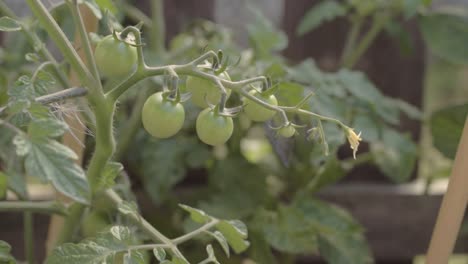 Green-tomatoes-growing-in-a-garden