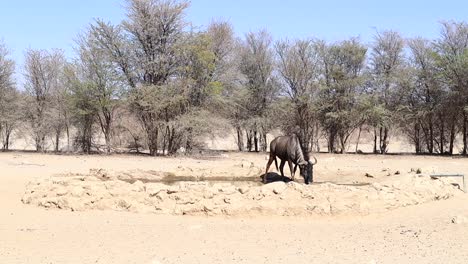 One-lone-Wildebeest-drinks-at-man-made-watering-hole-in-the-Kalahari