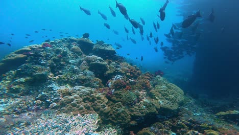 Wir-Nähern-Uns-Einer-Großen-Korallenstruktur-Mit-Bunten-Korallen-Und-Einer-Gruppe-Doktorfische,-Die-Darauf-Schwimmen