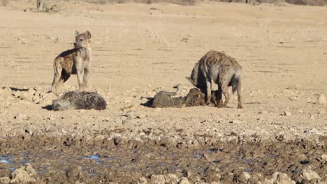 Dos-Hienas-Risueñas-Manchadas-Buscan-Carroña-Vieja-En-El-Kalahari