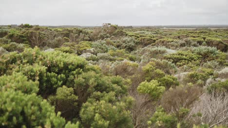 Australian-shrub-land-off-the-coast-of-Victoria,-near-Melbourne