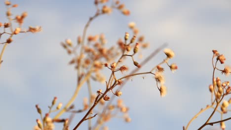 Getrocknete-Wildblumen-Wiegen-Sich-In-Der-Sommerbrise-Und-Zeigen-Das-Konzept-Von-Heilung-Und-Wohlbefinden-In-Der-Natur