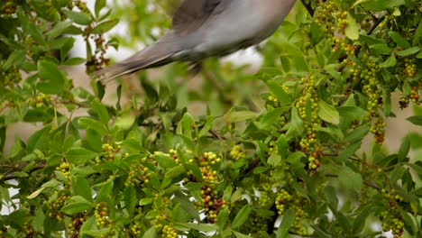 Ring-necked-dove-feeds-on-tree,-flies-to-next-branch-to-continue-eating-berries
