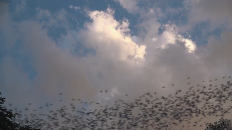 Mittlere-Außenaufnahme-Von-Tausenden-Fledermäusen,-Die-In-Einer-Reihe-Fliegen