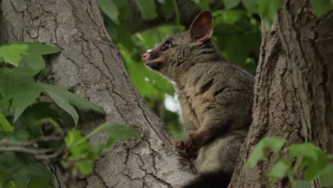 A-young-Australian-Brushtail-Possum-peacefully-sitting-in-a-tree-during-a-warm-spring-day