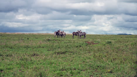 Zebra-group-in-open-grassland-under-cloudy-sky