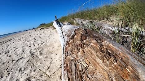 Slowly-running-down-the-length-of-a-long-piece-of-driftwood-that-is-resting-on-edge-of-sand-dune---beach
