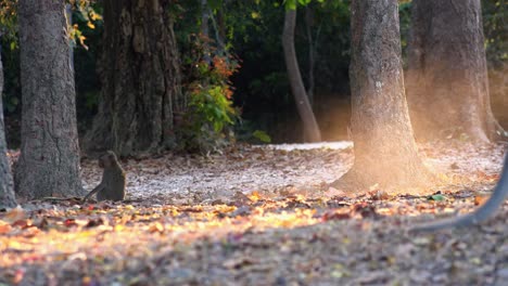 Wide-Shot-of-Small-Monkey-Walking-on-Screen-then-Stopping-at-a-Tree-While-a-Bigger-Monkey-Walks-Through-the-Shot-in-the-Foreground-With-Smoky-Dust
