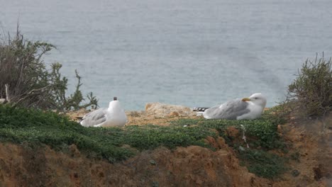 Two-Seagulls-Taking-a-Rest-With-Ocean-as-Background-Cliff-in-Portimão