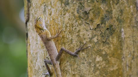 Lizard-on-the-tree