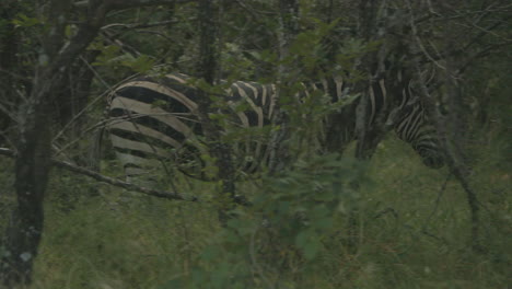 Cebra-Caminando-Dentro-De-Un-Arbusto-En-áfrica