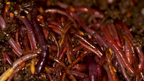 Macro-details-of-Californian-earthworms