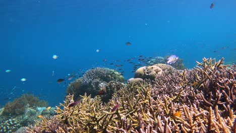 Timelapse-De-Un-Arrecife-De-Coral-Tropical-En-Indonesia