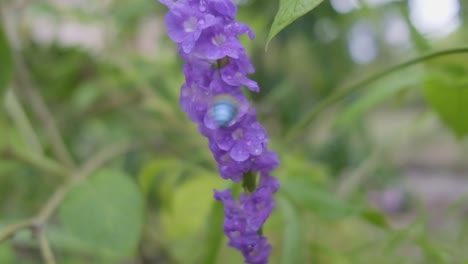 Kleine-Biene-Mit-Blauen-Bändern-Hüpft-In-Zeitlupe-Um-Einige-Kleine-Lila-Blumen-Herum