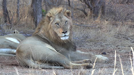 A-resting-male-lion-in-Africa-stares-into-the-camera-then-loses-interest-and-looks-away