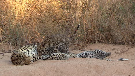 Leopard-cubs-move-around-by-adult-female-who-rests-on-sandy-ground