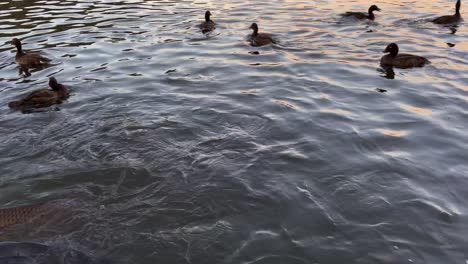 Sydney-Centennial-Park-Ducks-and-fish-feeding-during-sunset