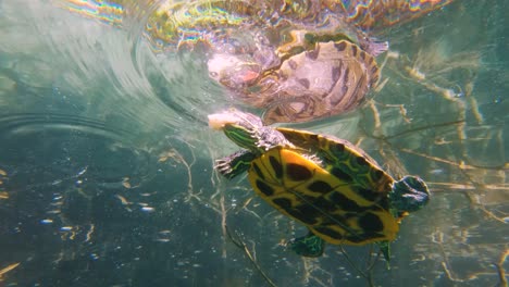 Schildkrötenfütterung-In-Zeitlupe-Am-Kournas-See-Auf-Kreta