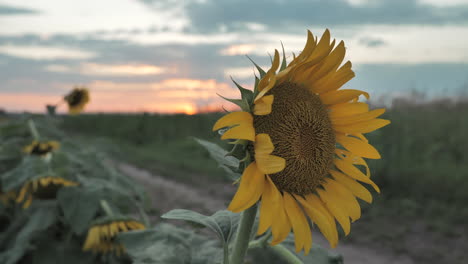 Sunflower-in-breeze-with-sunset-in-background