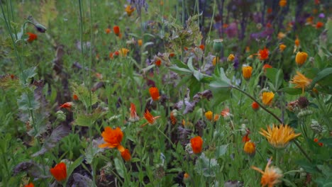 Calendula-flowers-in-herb-garden