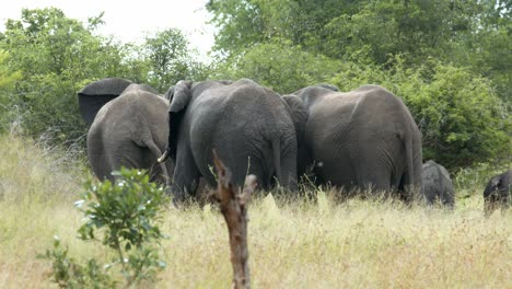 Animales-En-Ambiente-Natural,-Manada-De-Elefantes-En-Pradera-Od-Sabana