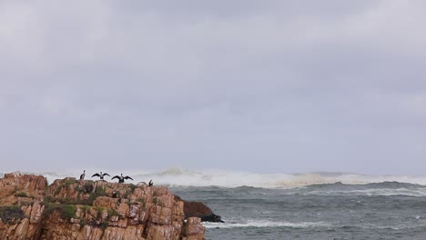 Kormorane-Trocknen-Ihre-Flügel-An-Einem-Windigen-Tag-Im-Indischen-Ozean-In-Südafrika