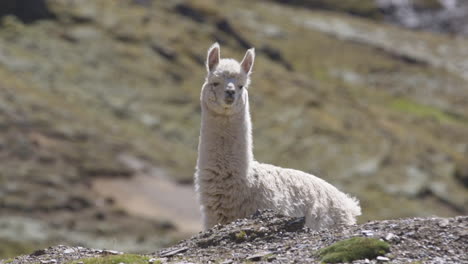Ein-Lama,-Das-Allein-Am-Hang-Eines-Berges-In-Den-Peruanischen-Anden-Steht