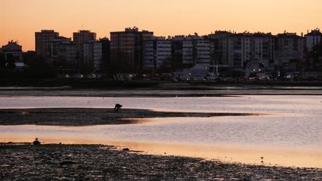 Man-silhouette-harvesting-clams-in-muddy-waters-at-sunset-lights-with-city-as-background,-rio-tejo---Seixal