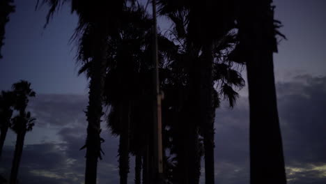 A-line-of-palm-trees-at-Santa-Monica-beach-in-the-evening
