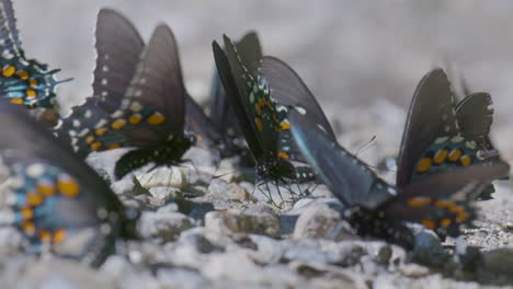 butterflys-drinking-moister-in-puddle-party