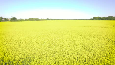 drone-flies-fast-above-a-gigantic-canola-field