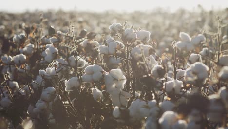 Wide-shot-of-cotton-plants-on-a-plantation-in-rural-Brazil,-warm-evening-sun-in-the-background