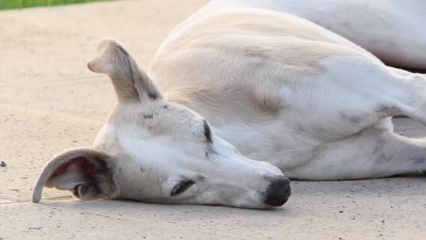 A-greyhound-resting-on-the-floor