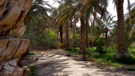 Palm-tree-garden-in-the-shade-of-trees-with-green-grass-and-pleasant-breeze-at-summer-in-travel-to-Rigan-desert-village-in-Iran