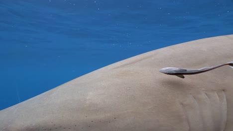 Zitronenhai,-Extreme-Nahaufnahme-Des-Auges,-Während-Er-Beim-Vorbeischwimmen-In-Die-Linse-Blickt