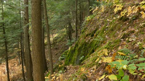 Die-Klippen-Des-Herbstmischwaldes-Nordamerikas-Können-Manchmal-Wunderschön-Sein