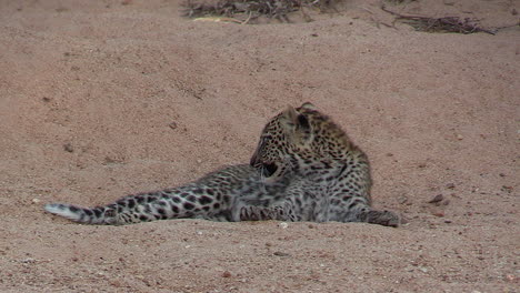 Close-view-of-leopard-cub-lying-on-sandy-riverbed-and-grooming