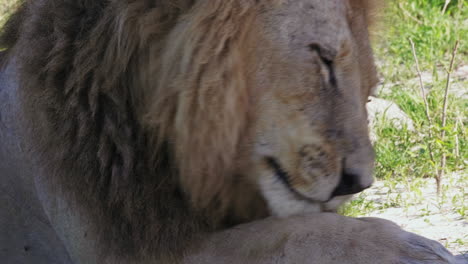 An-Old-Male-Lion-With-Battle-Scars-Licking-Its-Foot-In-Okavango-Delta,-Botswana---closeup-shot