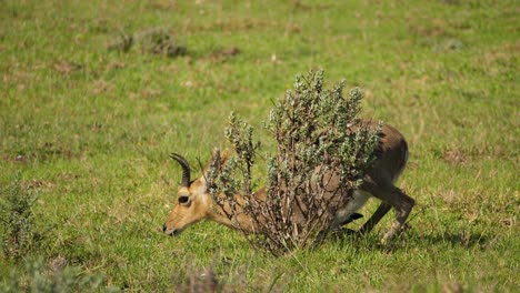 Close-up-of-male-mountain-reedbuck-lying-down-on-green-grass-near-a-small-bush