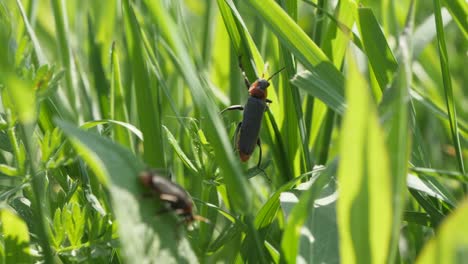 Insects-climbing-grass-strands-macro-closeup