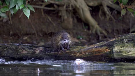 An-adult-Coypu-grooming-a-young-brood-and-then-jumping-to-the-water